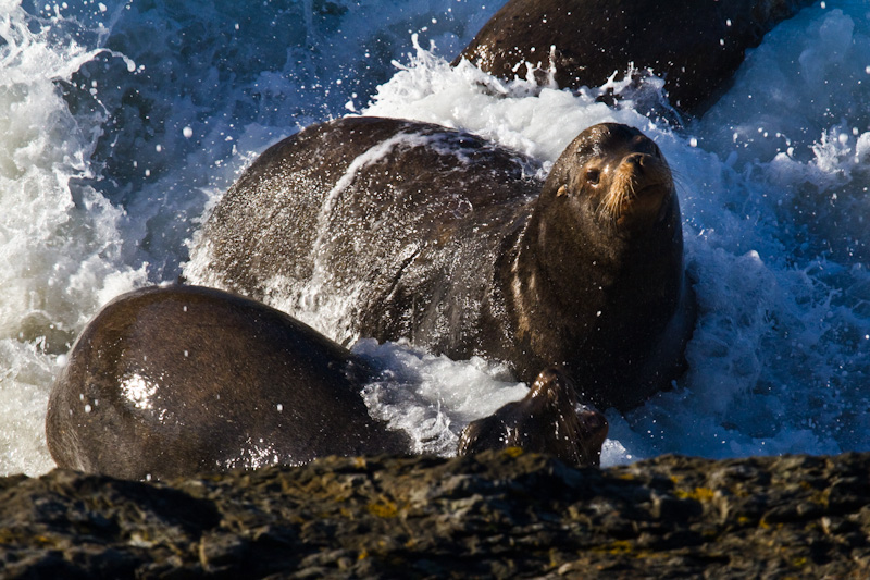 California Sea Lion In Surf